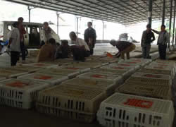 ��؛����